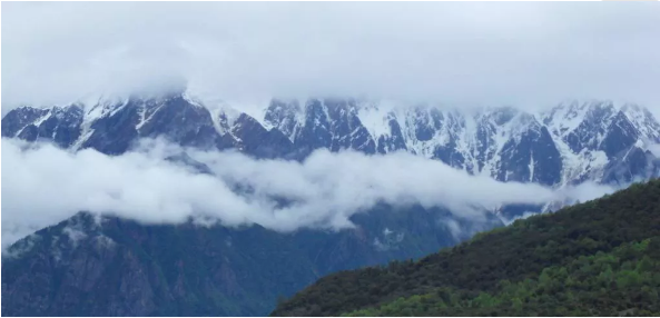 冰岛茶隐于深山(shān)野林中的甘甜，留芳于世间